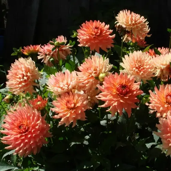 Георгина Галлери Леонардо, изображение 2