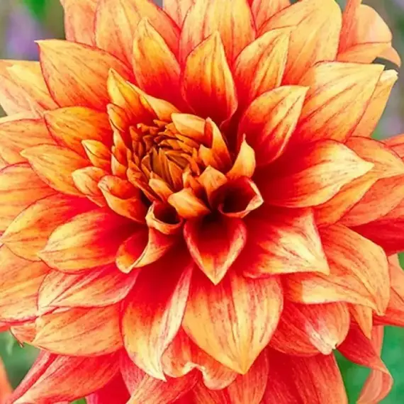 Георгина Дэззлинг Мэджик, изображение 3