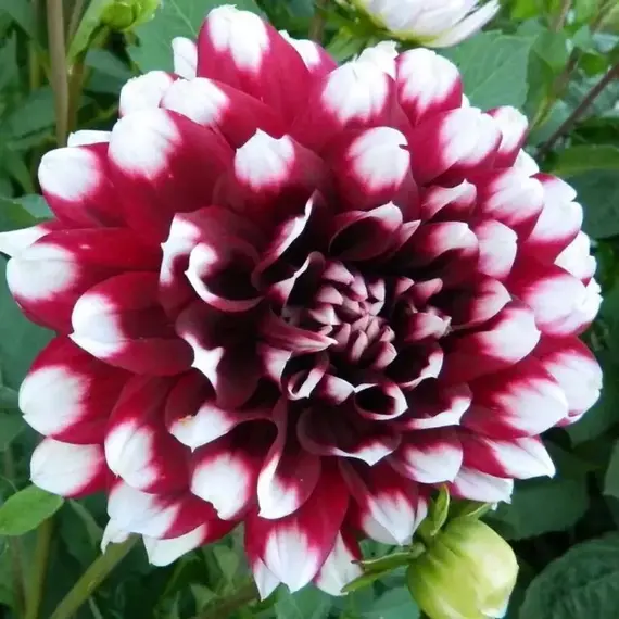 Георгина Дуэт, изображение 2