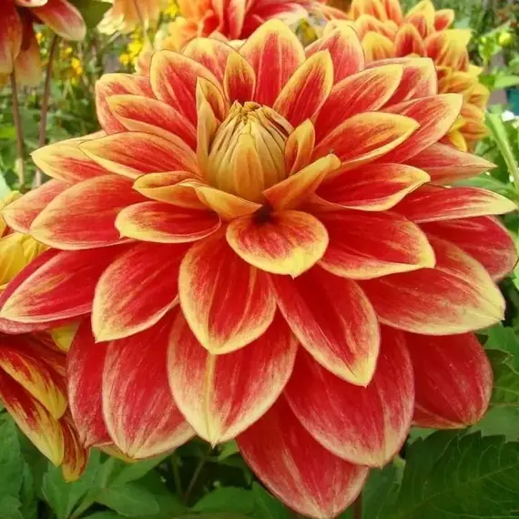 Георгина Кабальеро, изображение 2