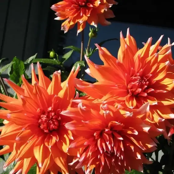 Георгина Колор Спектакль, изображение 2