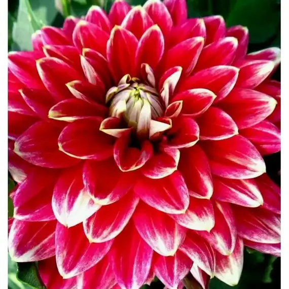 Георгина Мистер Оптимист, изображение 2