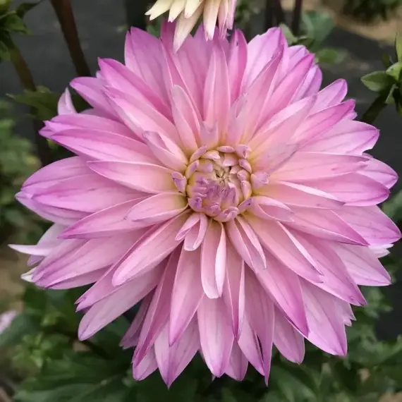 Георгина Парадайз Сити, изображение 2