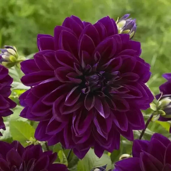 Георгина Пурпл Джиант, изображение 2