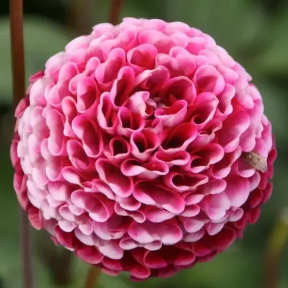 Георгина Шик А Ди Юс, изображение 2