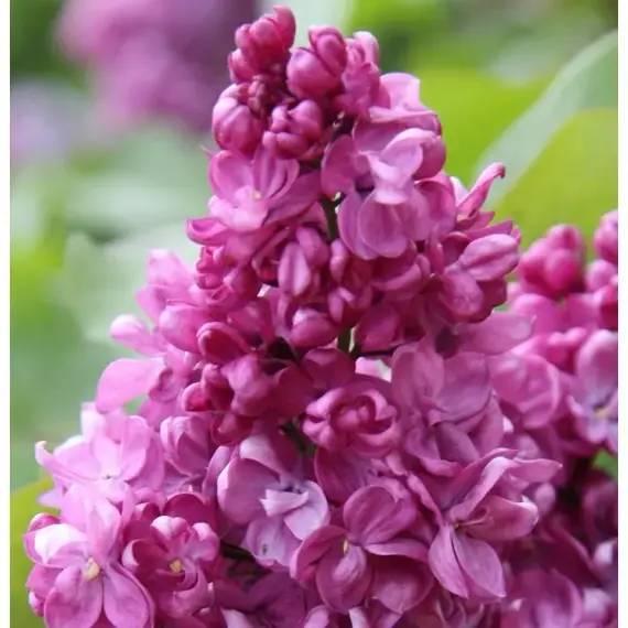 Сирень обыкновенная Принц Волконский, изображение 3