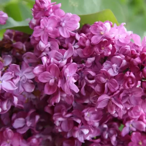 Сирень обыкновенная Принц Волконский, изображение 2