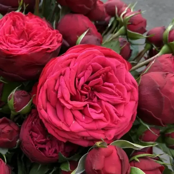 Роза сентифолия Адажио, изображение 2