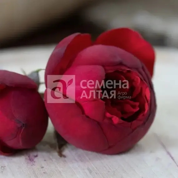 Роза сентифолия Корвус, изображение 2