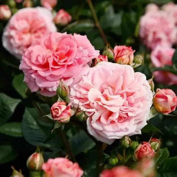 Роза флорибунда Амаретто, изображение 2