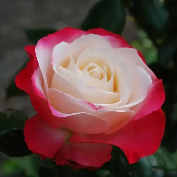 Роза чайно-гибридная Блаш, изображение 2