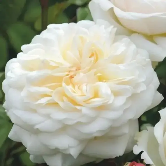 Роза шраб Вайт рэббит, изображение 2