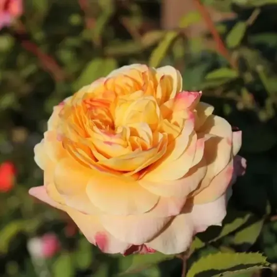 Роза флорибунда Диона, изображение 2