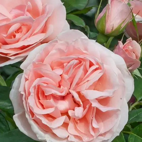 Роза чайно-гибридная Донателла, изображение 2