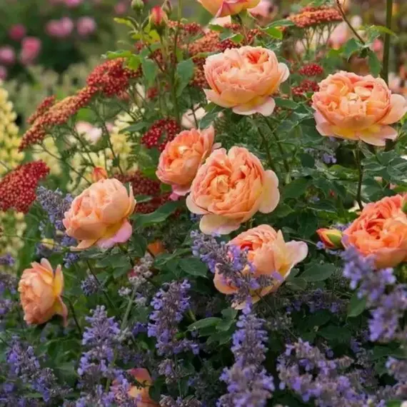 Роза канадская Квебек, изображение 2