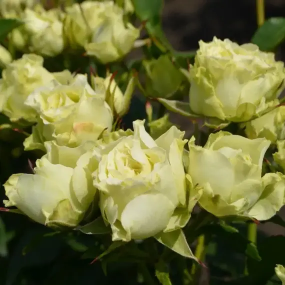 Роза спрей Лувиана, изображение 2