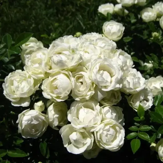 Роза спрей Ноктюрн, изображение 2