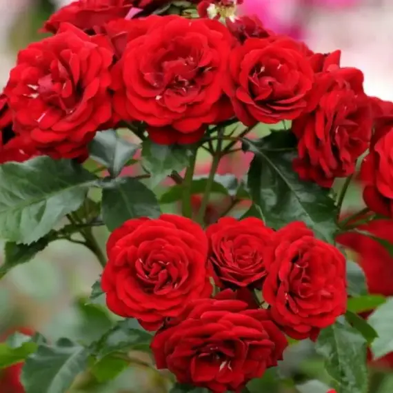 Роза канадская Пандора, изображение 2