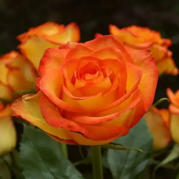 Роза чайно-гибридная Хай Мэджик, изображение 2