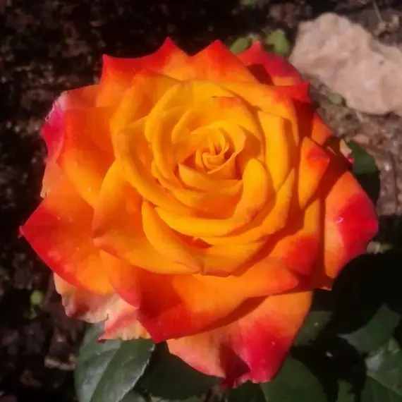 Роза чайно-гибридная Хай Мэджик, изображение 3