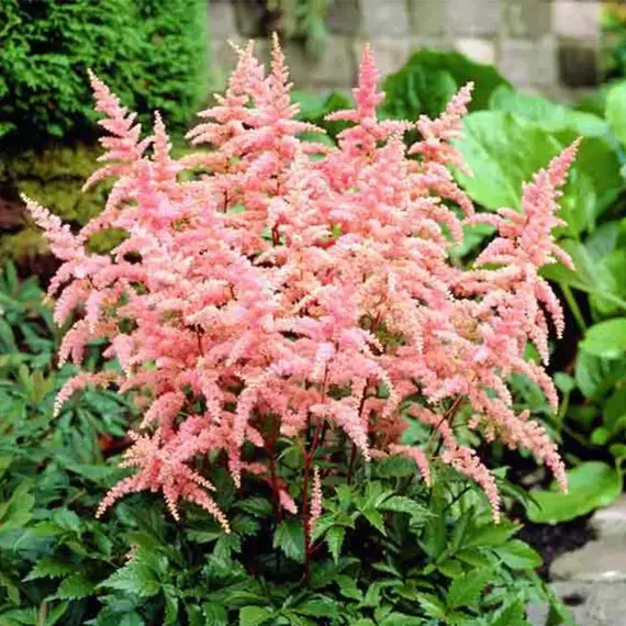 Астильба Брессингем Бьюти, изображение 2