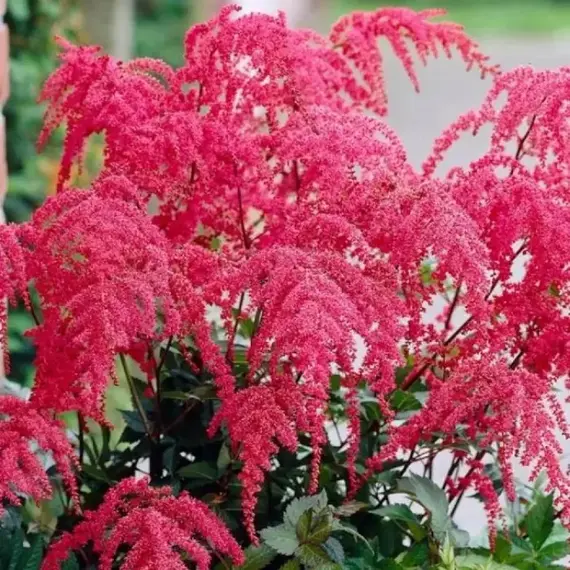 Астильба Ред Чарм, изображение 2