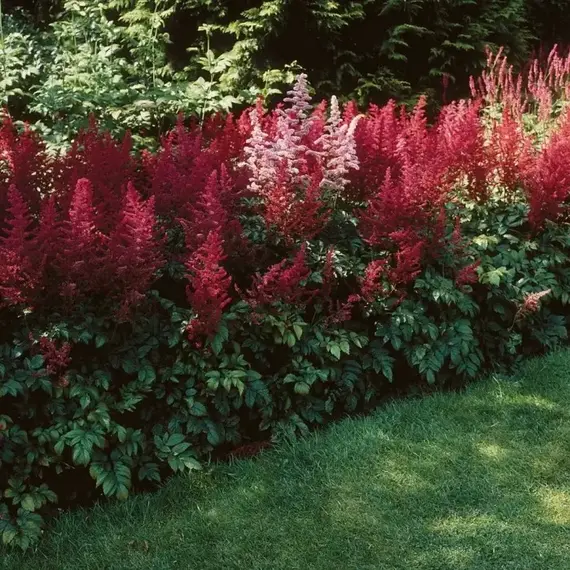 Астильба Майти Чоколат Черри, изображение 2