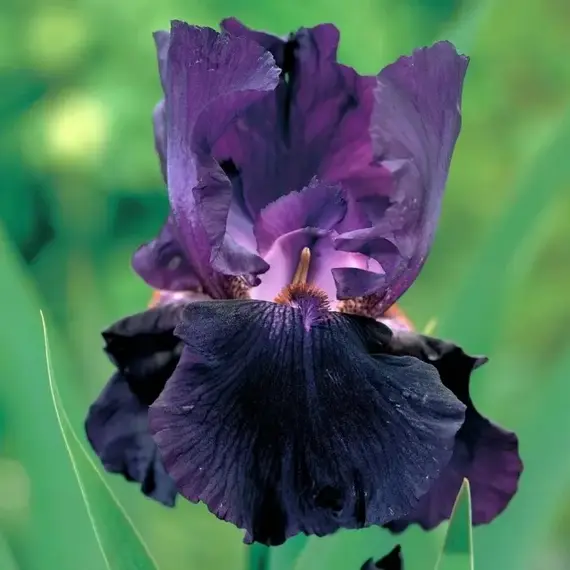 Ирис бородатый Блэк Вотч, изображение 2