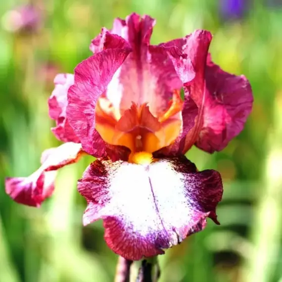 Ирис бородатый Кринолин, изображение 3