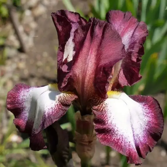 Ирис бородатый Кринолин, изображение 2