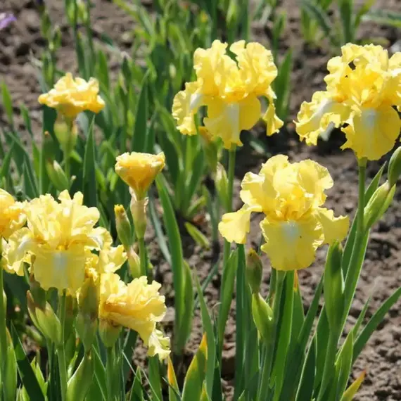 Ирис бородатый Лемон Поп, изображение 2