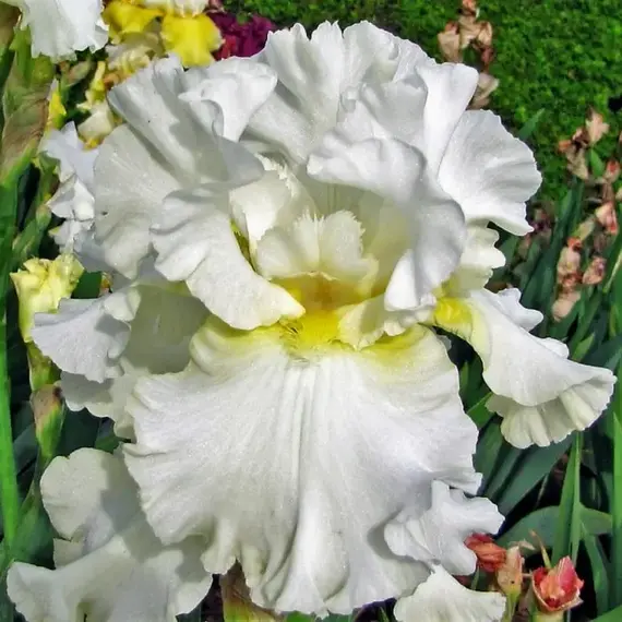 Ирис бородатый Элизабет Полдарк, изображение 2