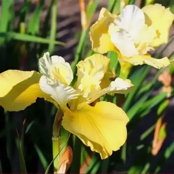 Ирис сибирский Желтый микс, изображение 2