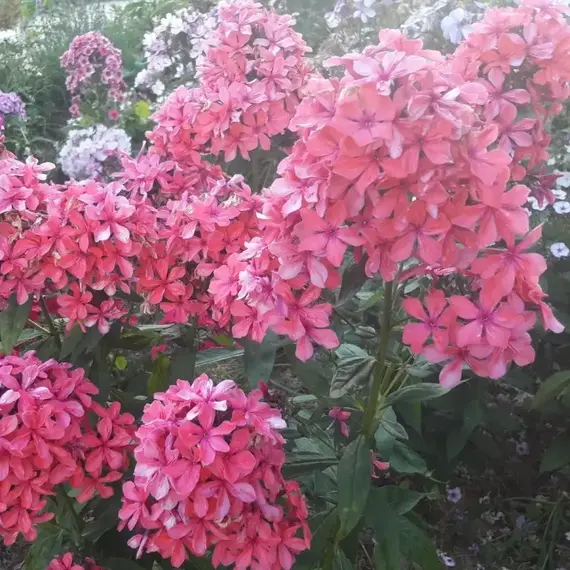 Флокс метельчатый Клеопатра, изображение 2