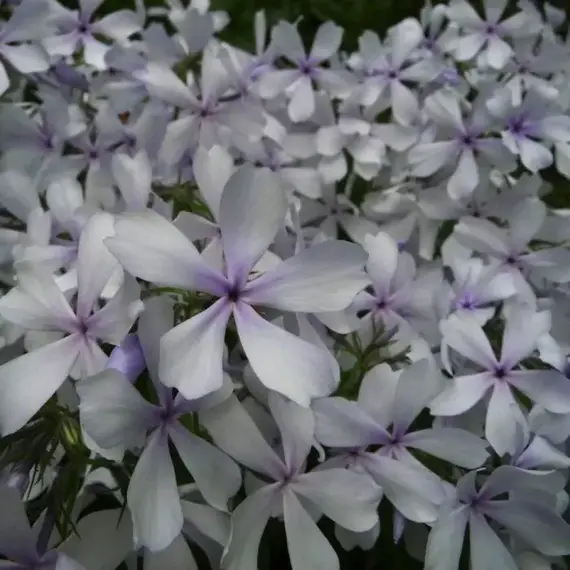 Флокс растопыренный Мэй Бриз, изображение 2