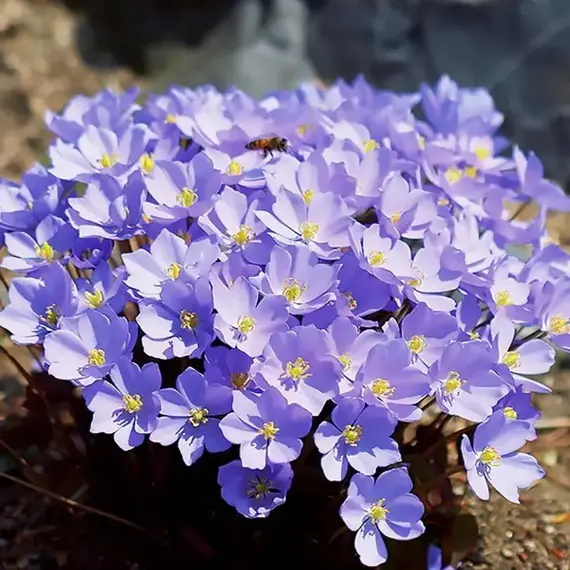 Джефферсония сомнительная, изображение 3