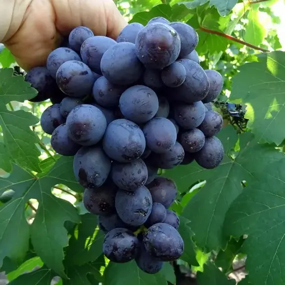 Виноград плодовый Подарок Несветая, изображение 2