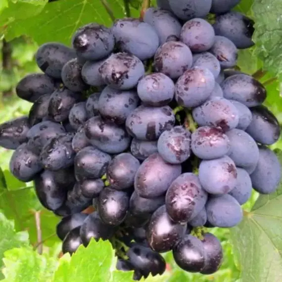 Виноград плодовый Галия, изображение 2