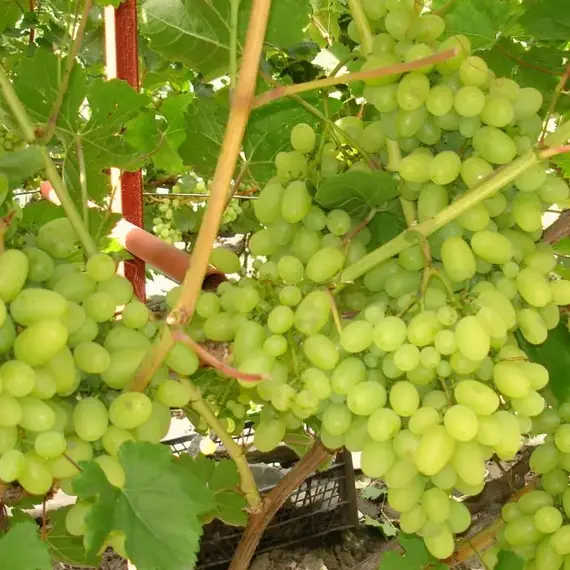 Виноград плодовый Аркадия, изображение 2