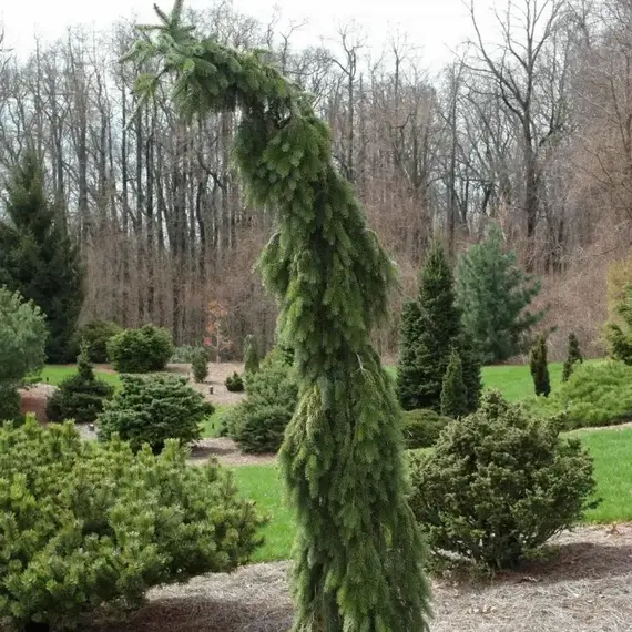 Ель сербская Пендула Брунс, изображение 2