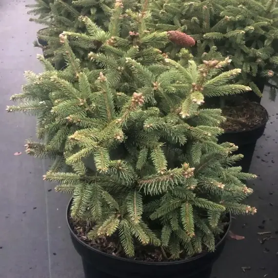 Ель обыкновенная Хенксгарден Бьюти, изображение 2