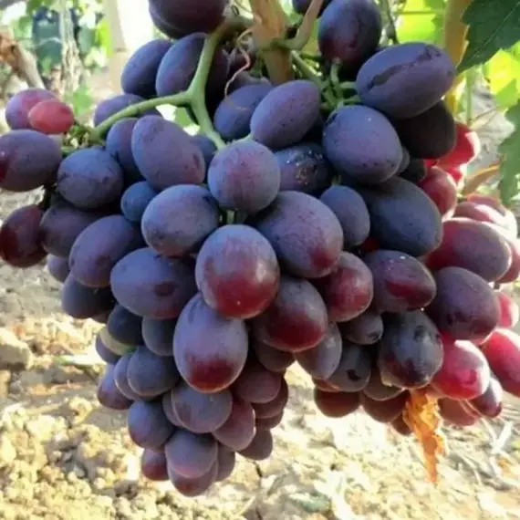 Виноград плодовый Алиса, изображение 2