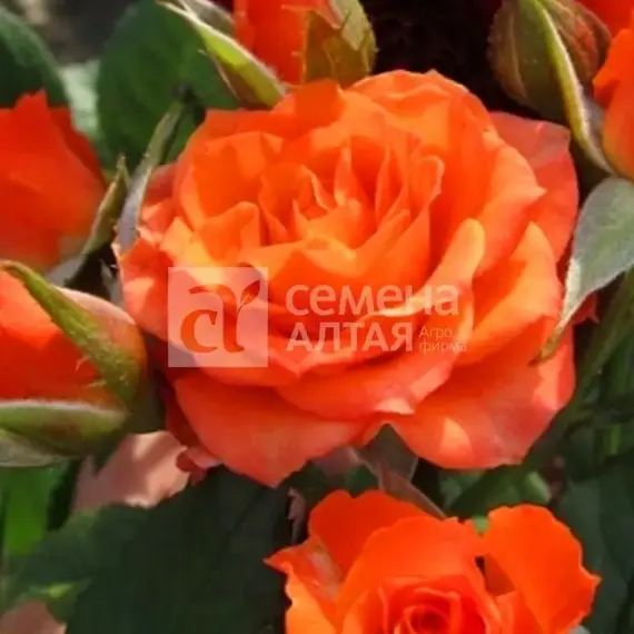 Роза спрей Лиссабон, изображение 2