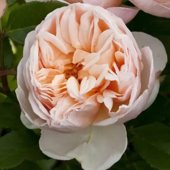 Роза чайно-гибридная Белль Романтика, изображение 2