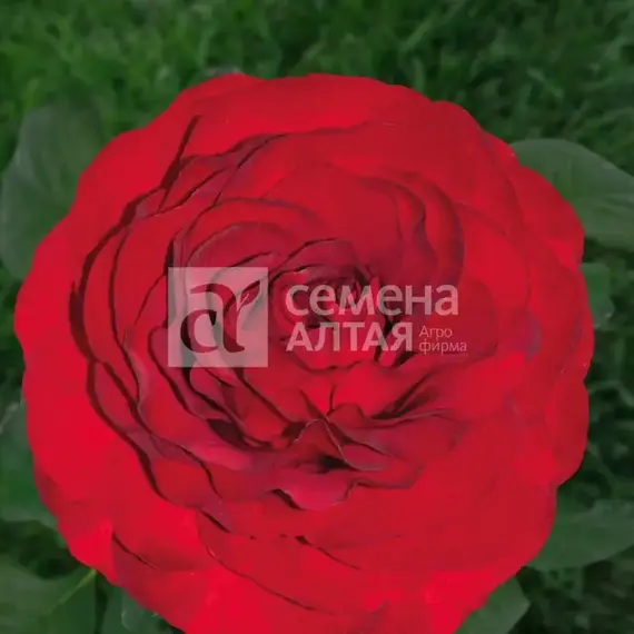 Роза чайно-гибридная Роял Баккара, изображение 2