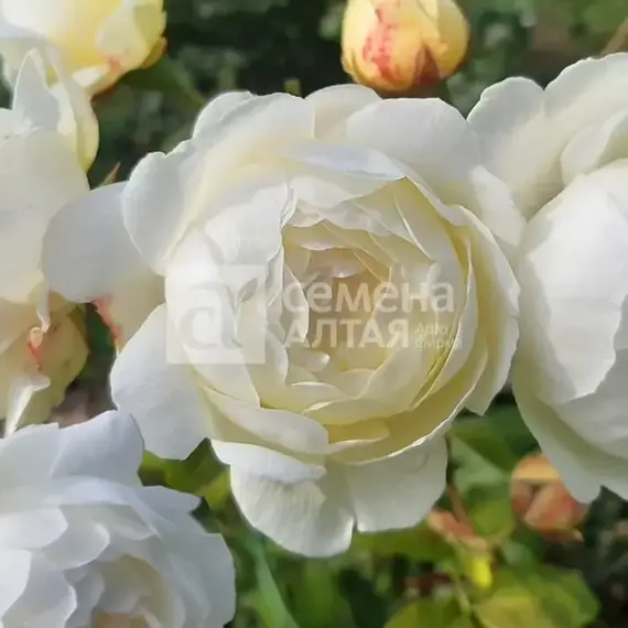 Роза шраб Клэр Остин, изображение 2