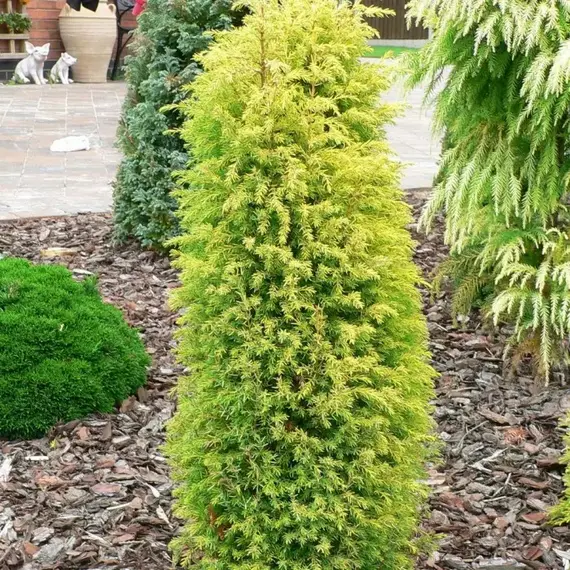 Можжевельник обыкновенный Голд Кон, изображение 2