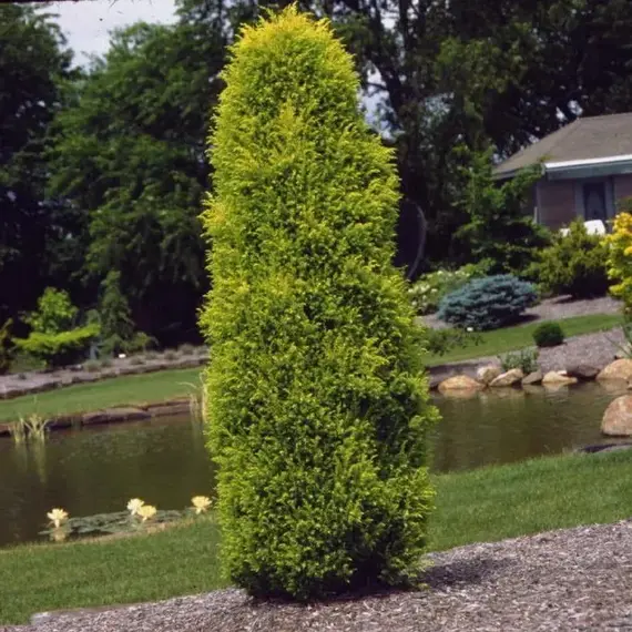 Можжевельник обыкновенный Голд Кон, изображение 3
