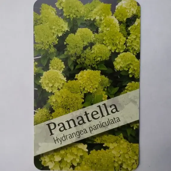 Гортензия метельчатая Панателла, изображение 2