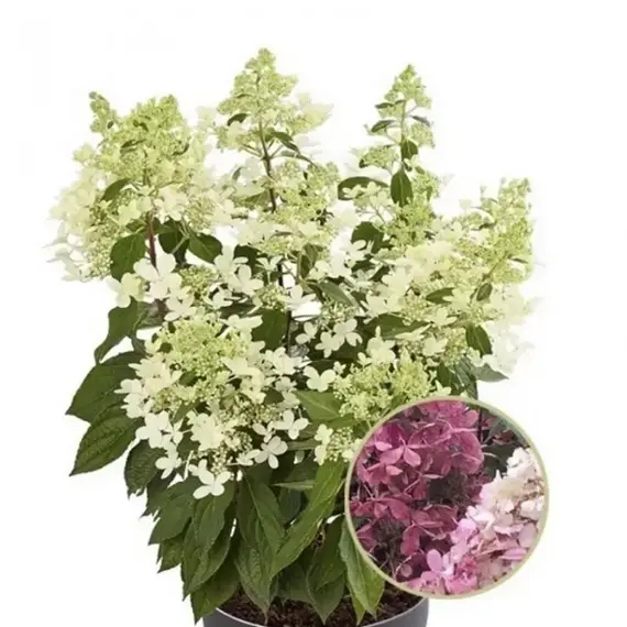 Гортензия метельчатая Пандриа, изображение 2